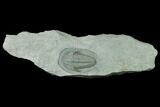 Lower Cambrian Trilobite (Termierella) - Issafen, Morocco #170765-1